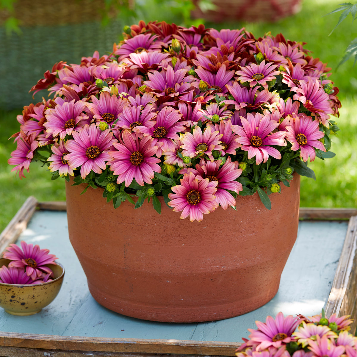 Spaanse margriet 'Havilah' - Osteospermum Havilah - Bakker