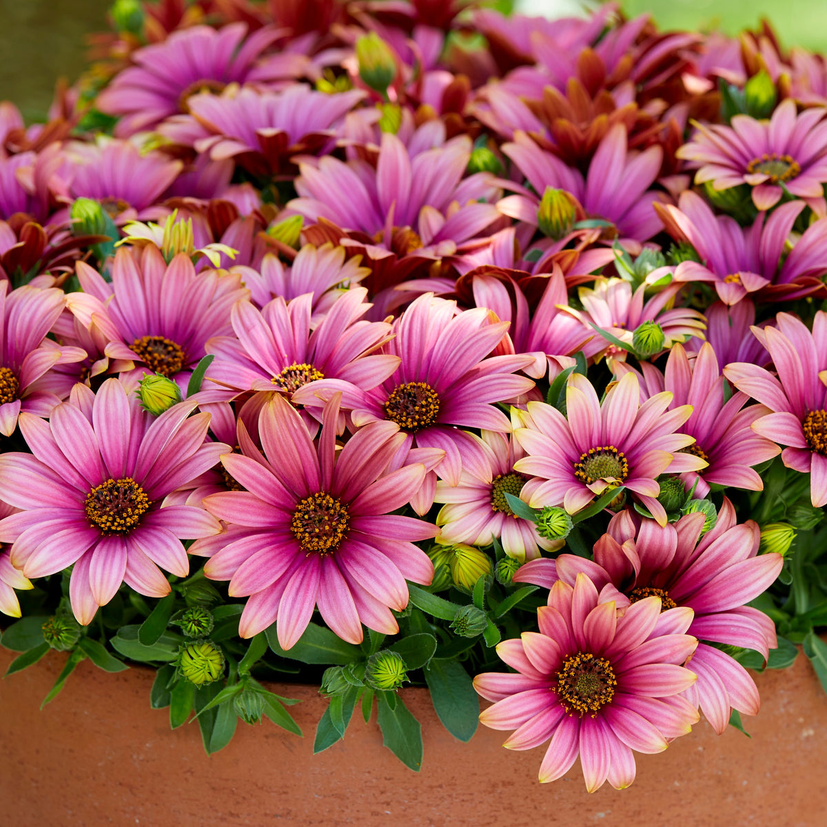 Spaanse margriet 'Havilah' - Bakker