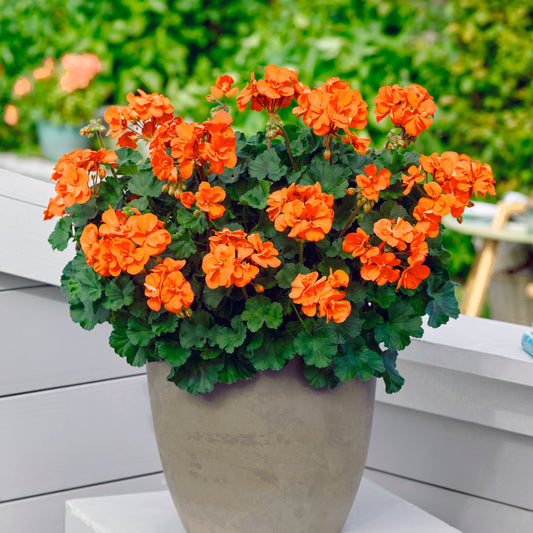 Geranium - oranje - Bakker