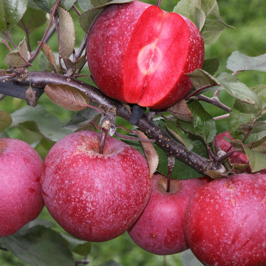 Appelboom 'Baya Marisa' - Bakker