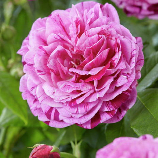 Historische roos 'Ferdinand Pichard' (Bourbon) - Rosa Ferdinand Pichard - Plantsoort