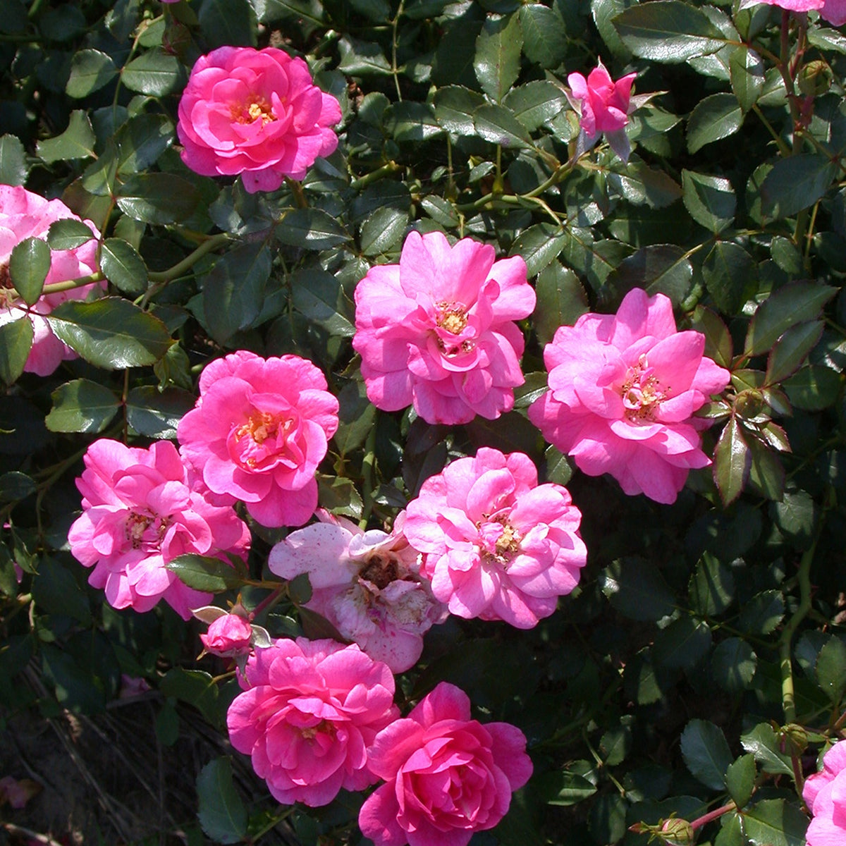 Rosa Mirato ® - Bodembedekkende roos 'Mirato'® - Bodembedekkende rozen