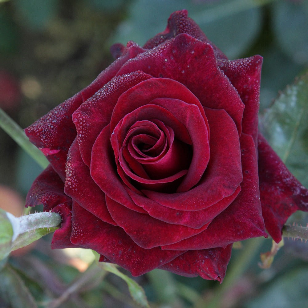 Collectie grootbloemige rozen (Black Baccara, Candy stripe, Helga) (x3) - Rosa 'black baccara', 'candy stripe', 'helga' - Tuinplanten