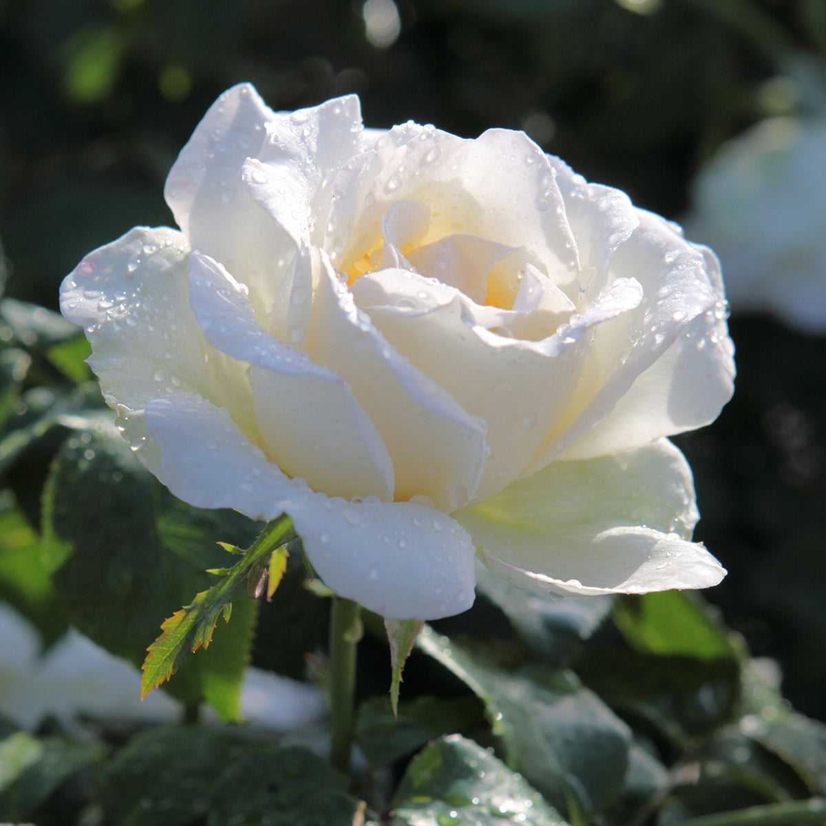 Grootbloemige roos 'White Symphony' - Bakker