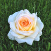 Roos 'Anastasia'® - Bakker