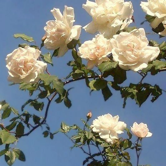 Klimrooos 'Mme Alfred Carière' - Bakker