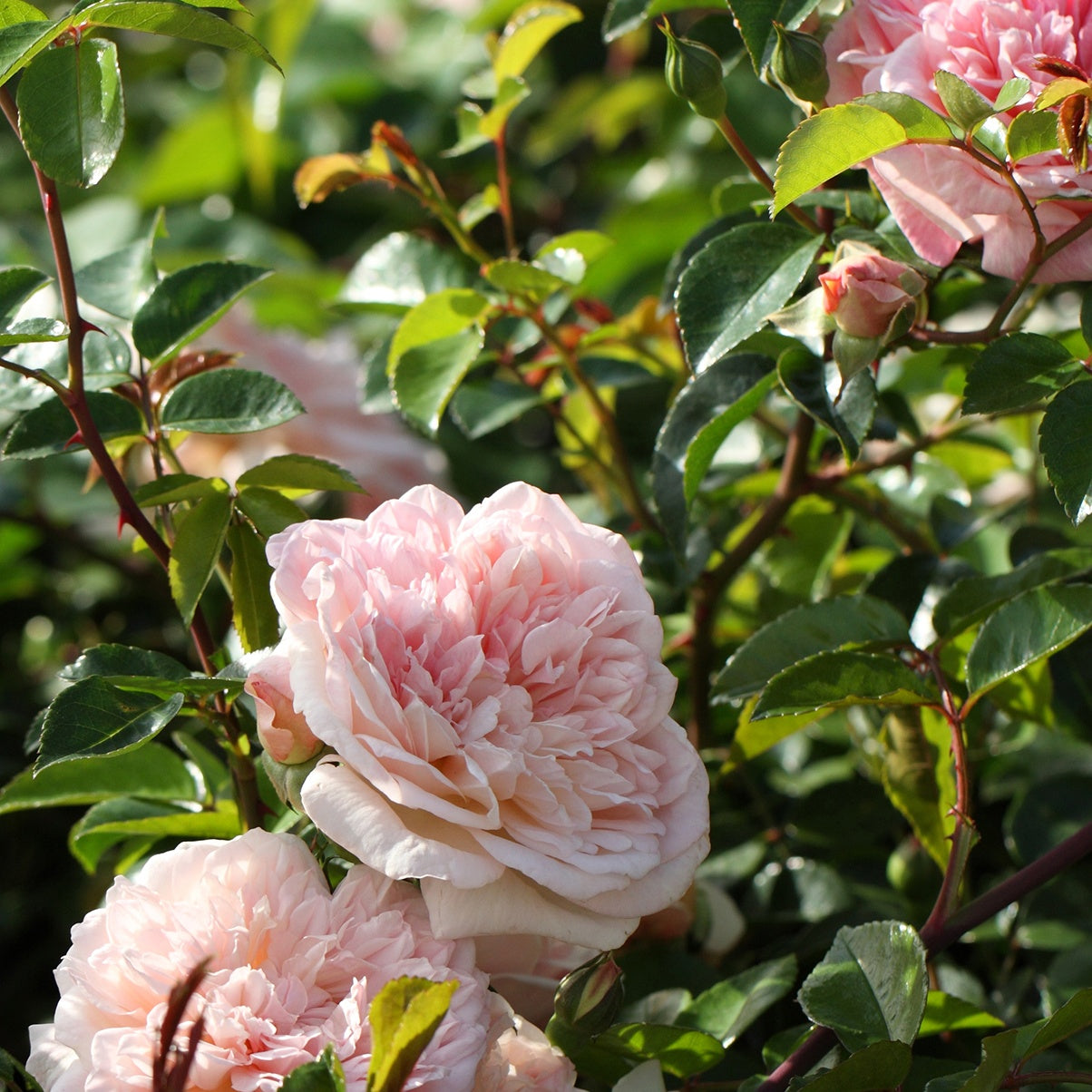 Klimroos 'Gloire de Dijon' - Rosa grimpant gloire de dijon - Tuinplanten