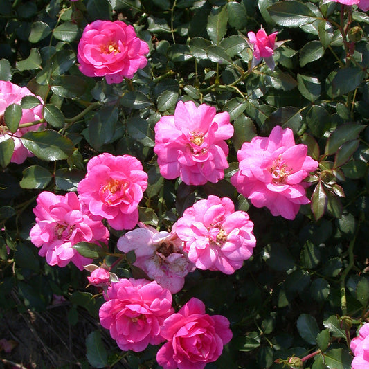 Roos 'Mirato' - Rosa mirato - Tuinplanten