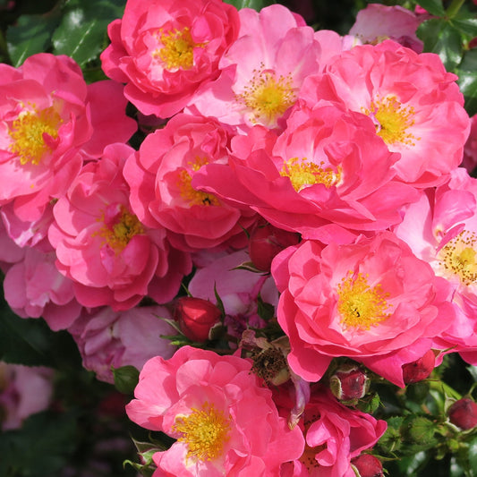 Roos 'Aromikeh Hotline'® - Rosa aromikeh hotline® - Tuinplanten