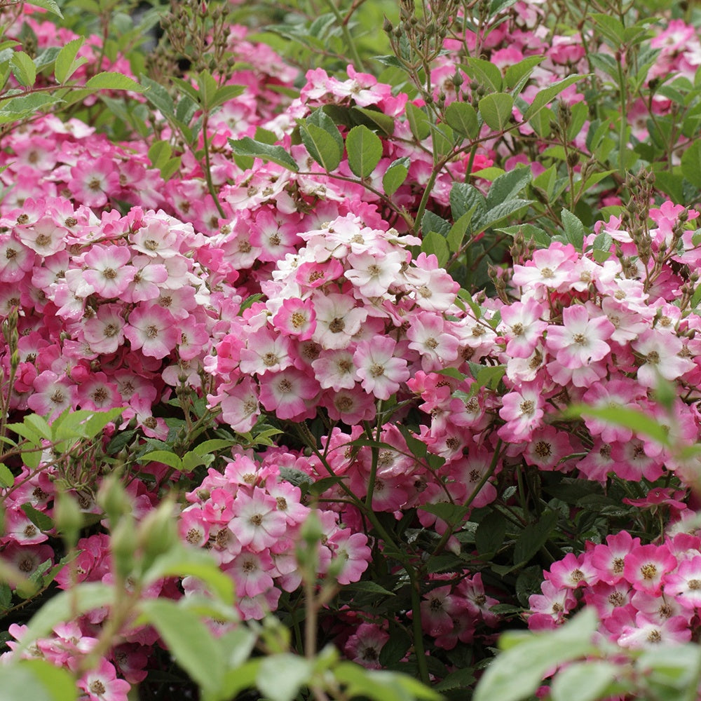 Roos 'Ballerina' - Rosa ballerina - Tuinplanten