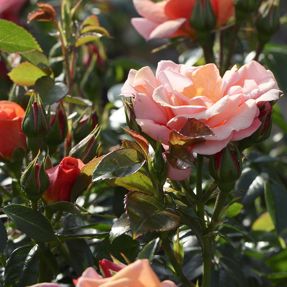 Roos 'Aprikola'® - Bakker