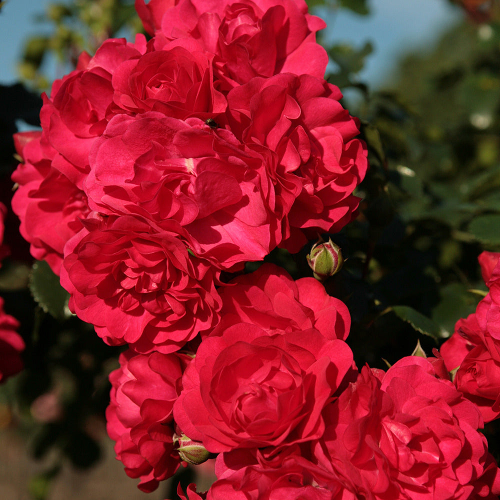 Roos 'Toscana'® - Rosa Toscana ® - Bakker