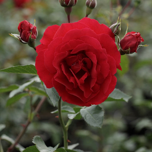 Roos 'Sympathie'® - Bakker