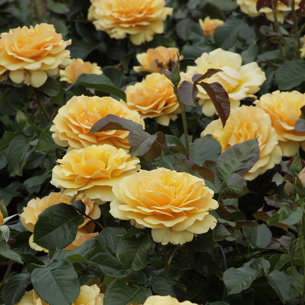 Rosa amber queen ® - Roos 'Amber Queen'® - Geurende rozen