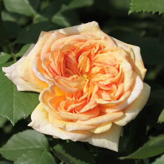 Klimroos 'Alchymist' - Bakker