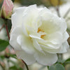 Klimroos 'Fée des Nieges'® - Rosa fée des neiges grimpant ® - Tuinplanten