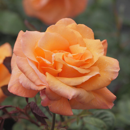 Klimroos - oranje - Rosa orange climber - Tuinplanten