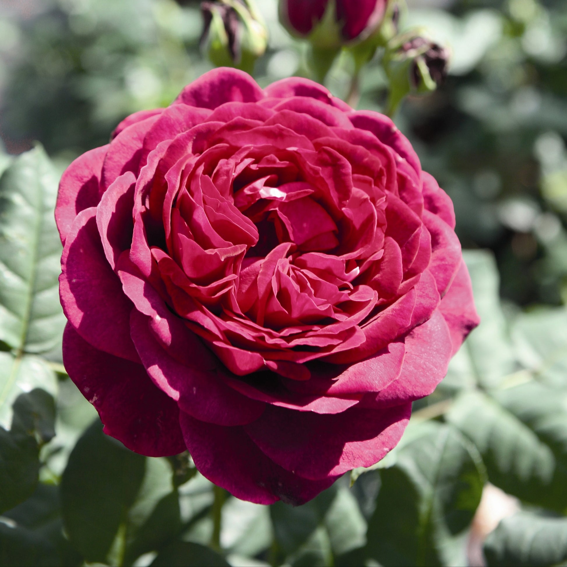 Roos 'Astrid Gräfin von Hardenberg'® - Rosa astrid gräfin von hardenberg ® - Tuinplanten