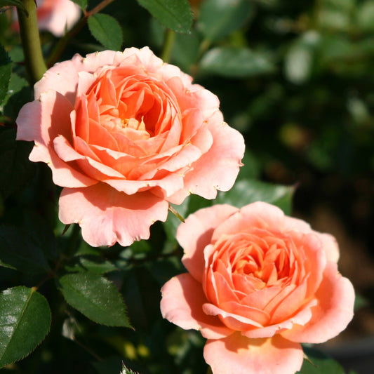 Trosroos 'Sweet Dream'® - Bakker