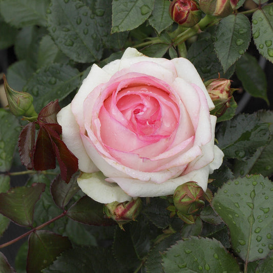 Klimroos Mix 'Pierre de Ronsard' + 'Rosier Eden' + Rose 85' + 'Rosier Eden' - Rosa grimpant pierre de ronsard, rosa eden rose 85, rosa eden c - Tuinplanten