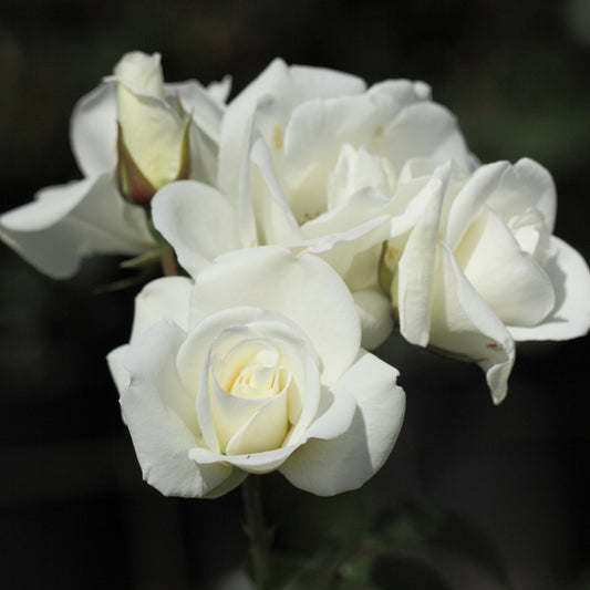 Rozenmix 'Iceberg' + 'Fée des Neiges' + 'Rosier Schneewittchen' - Rosa iceberg®, rosa fée des neiges, rosa Schneewittchen - Tuinplanten