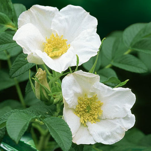Wilde roos 'Alba, Japanse roos - Bakker