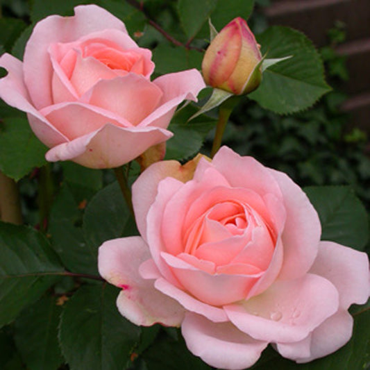 Roos Clair™ 'Renaissance'® - Rosa clair™renaissance ® - Tuinplanten
