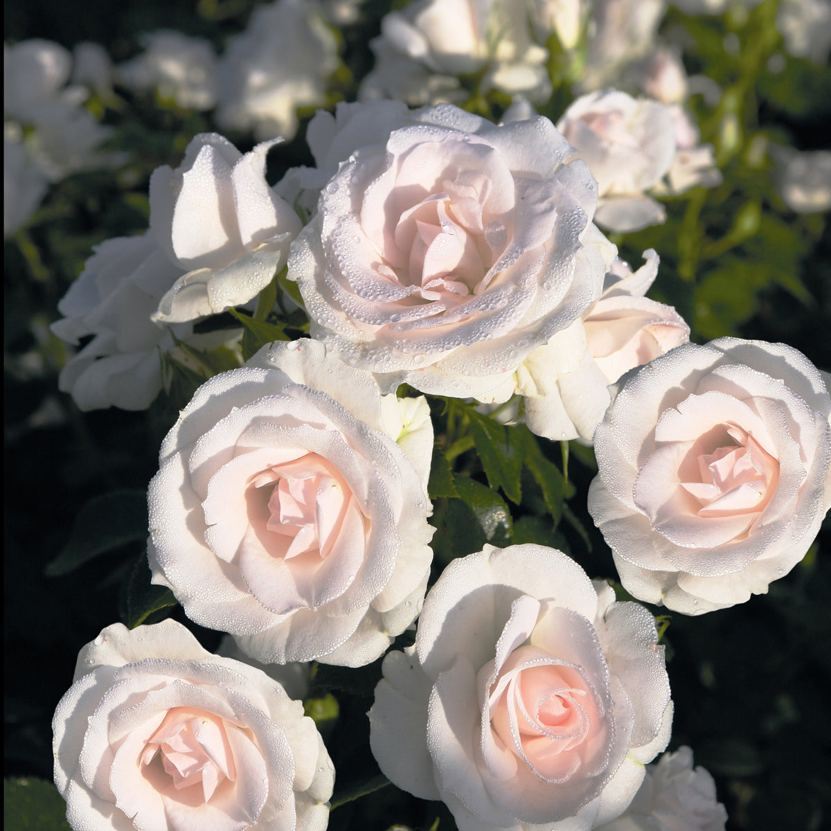 Bodembedekkende rozen - Roos 'Aspirin Rose'® - Rosa Aspirin Rose ®