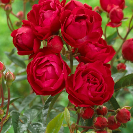 Roos 'Fête des Mères' - Bakker