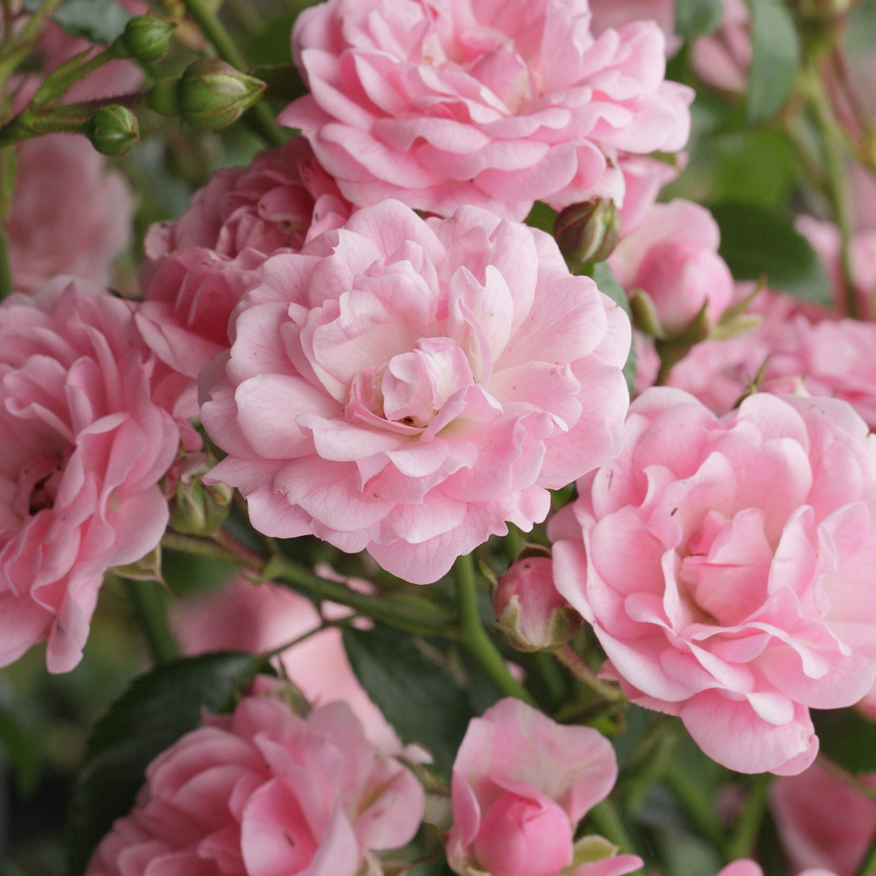 Verkoop Bodembedekkende roos 'The Fairy'® - Rosa polyantha 'The Fairy'