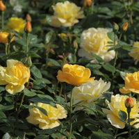 Rosa arthur bell - Struikroos Rosa 'Arthur Bell' - Trosrozen