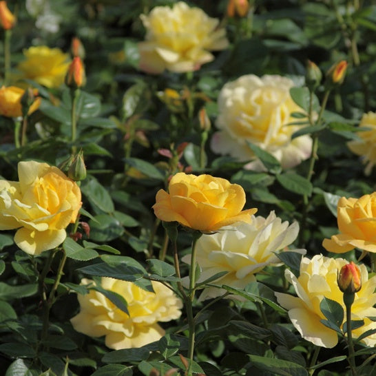 Rosa arthur bell - Struikroos Rosa 'Arthur Bell' - Trosrozen