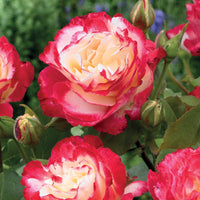 Grootbloemige roos 'Double Delight' - Rosa Double Delight - Tuinplanten