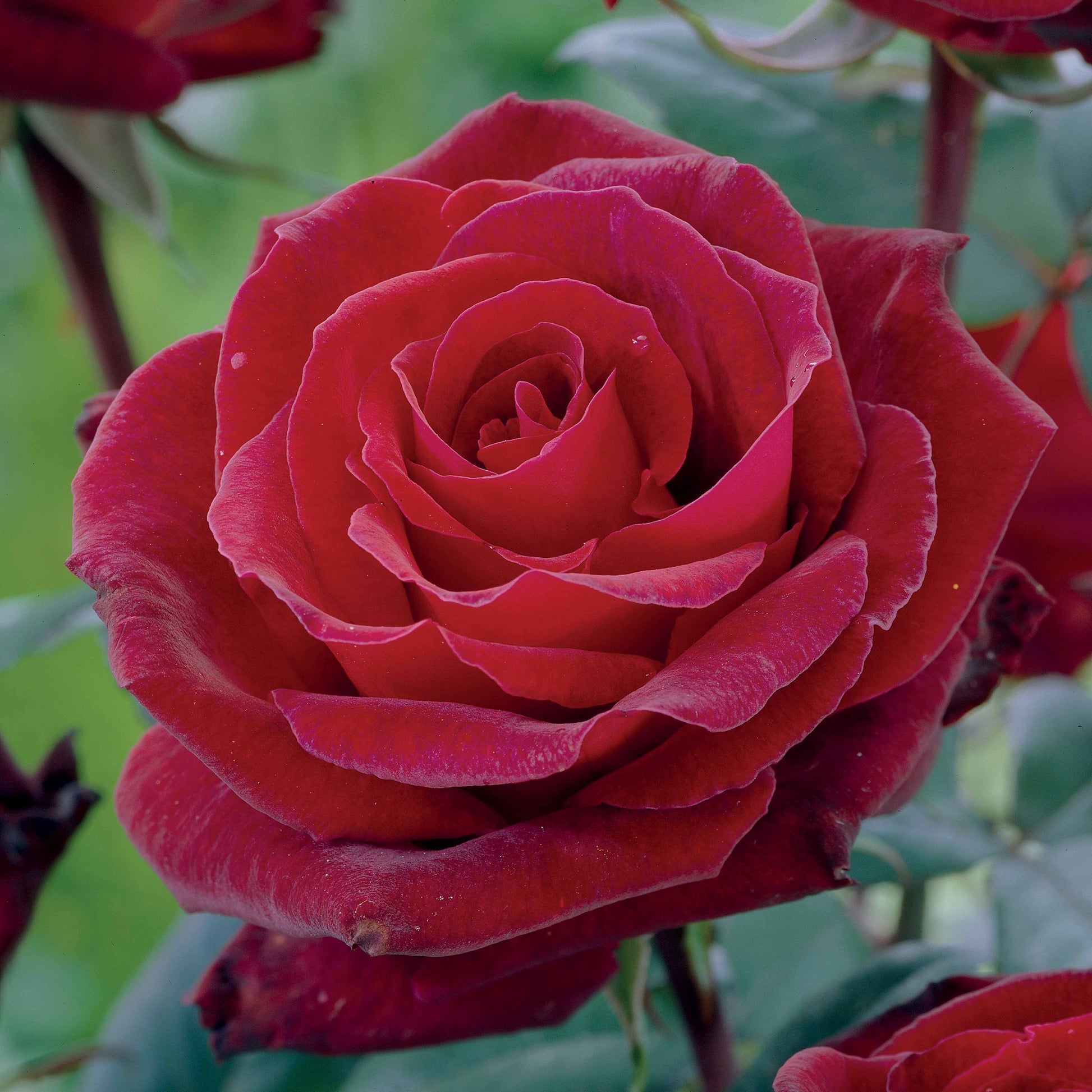 Grootbloemige roos 'Barkarole' - Rosa Barkarole - Tuinplanten
