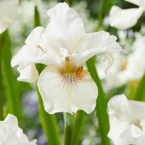 Siberische iris 'Not Quite White' - Bakker