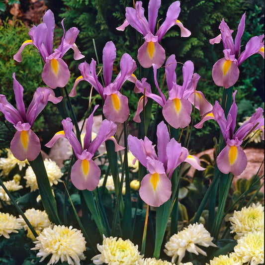 Iris Hollandica King Mauve (x10) - Iris hollandica 'king mauve' - Bloembollen