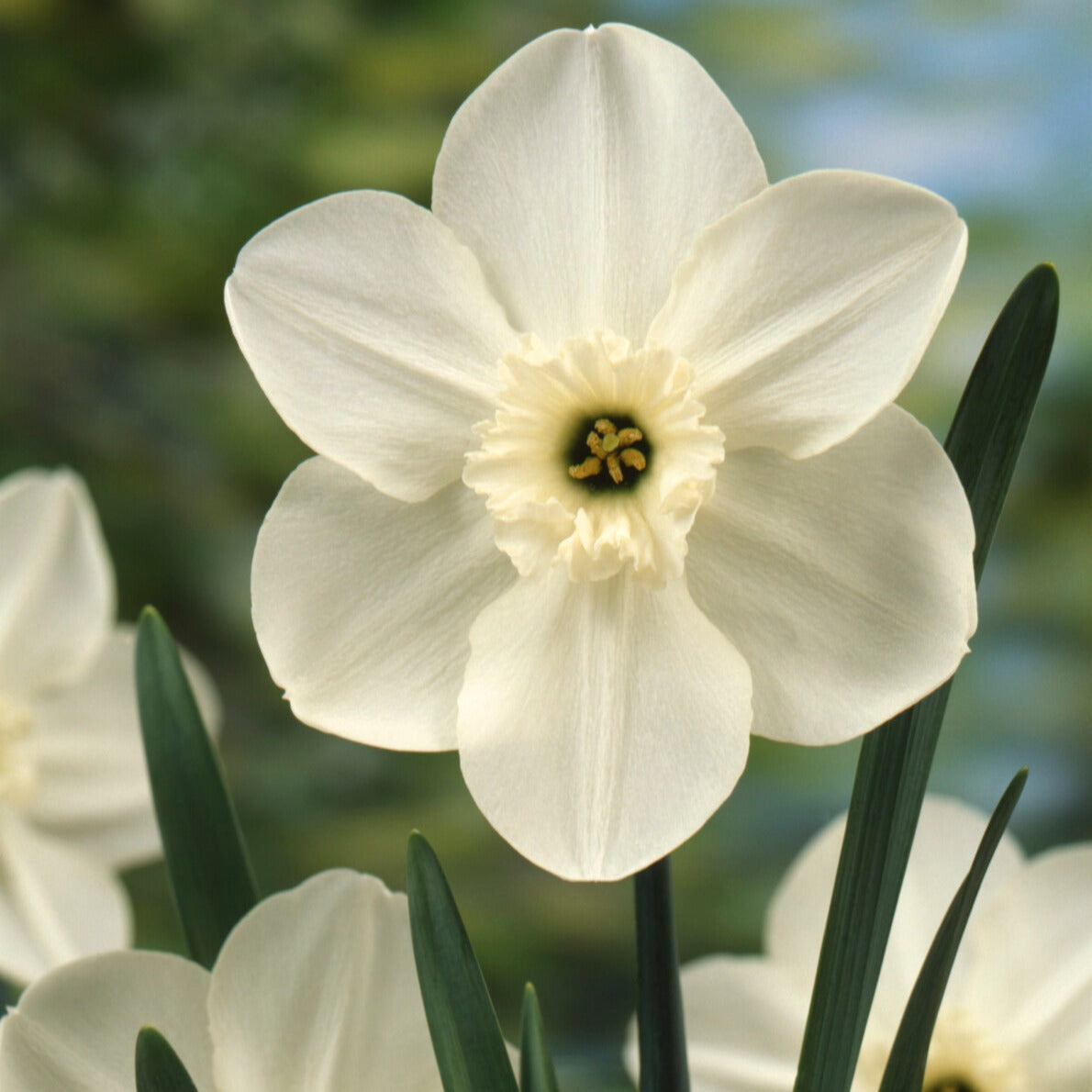 Mini-narcissen Princess Zaide (x5) - Bakker