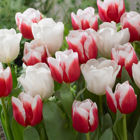 Mélange van tulpen Red snow (x10) - Tulipa  'red snow' - Bloembollen