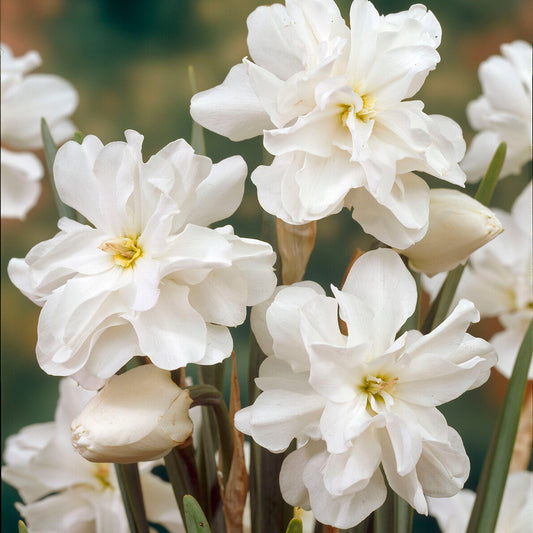 Narcissen Albus plenus (x10) - Narcissus 'albus plenus' - Bloembollen