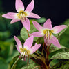 Erythronium Purple King* - Erythronium 'purple king' - Bloembollen