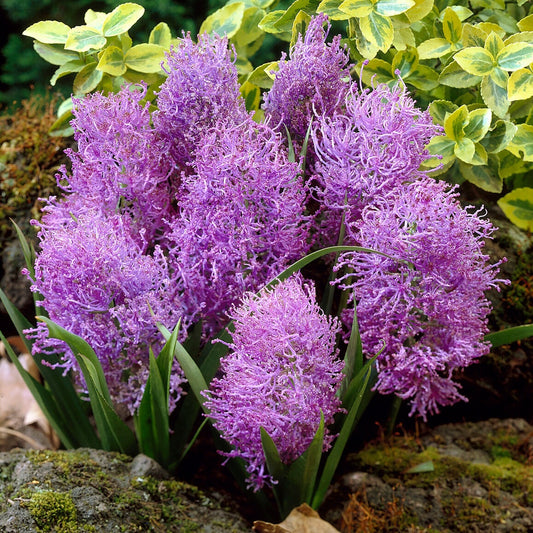 Pluimhyacinten (x10) - Leopoldia comosa 'plumosum' - Bloembollen