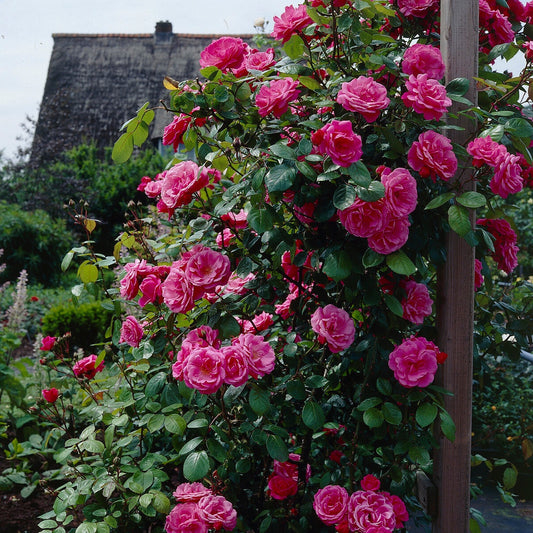 Klimroos - roze - Rosa - Tuinplanten