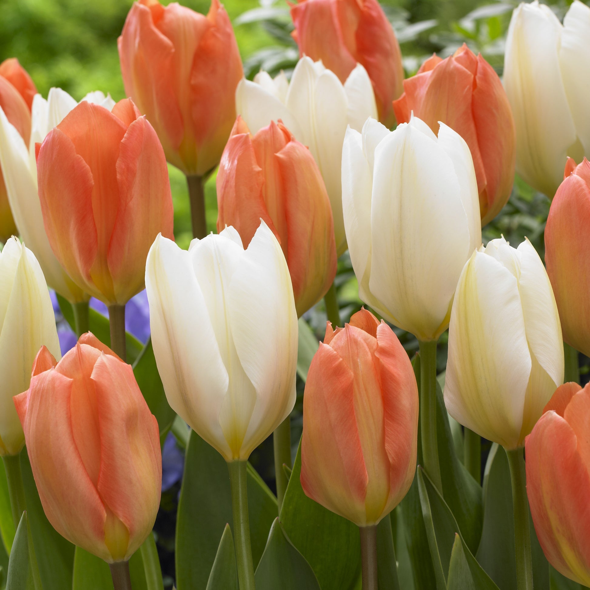 Mélange van tulpen Stockholm - Tulipa 'stockholm' - Bloembollen