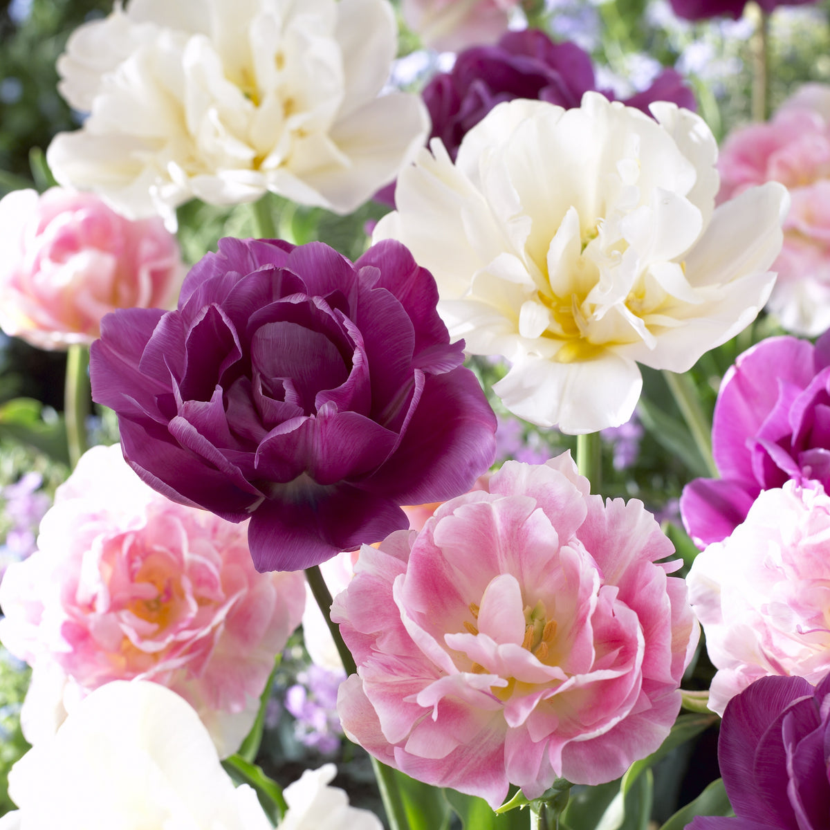 Mélange van tulpen Sensation - Bakker