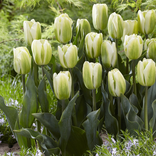 Tulpen Triomphe Green Spirit - Tulipa 'green spirit' - Bloembollen