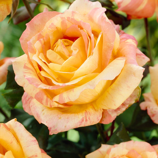 Roos 'André Willemse' - Bakker