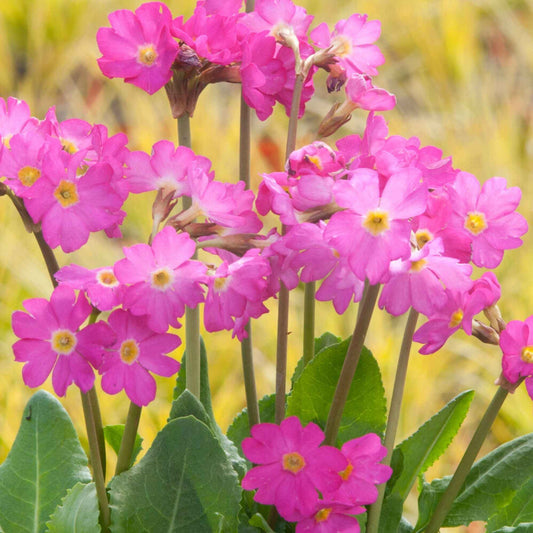 Roze sleutelbloem (x3) - Primula rosea grandiflora - Vijverplanten