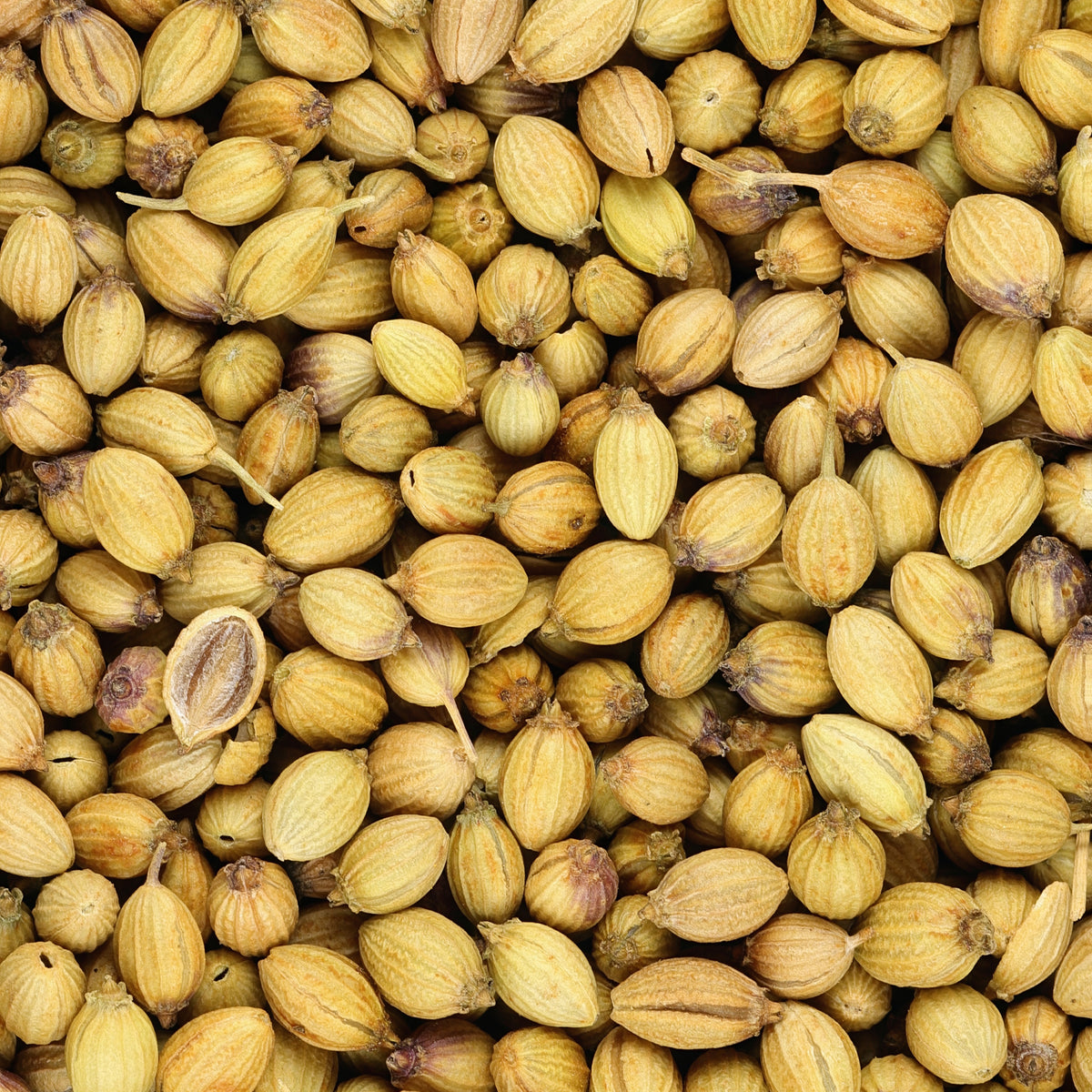 Korianderzaden - Coriandrum sativum - Bakker