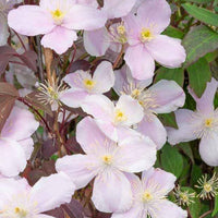 collectie uitbundig bloeiende klimplanten - Clematis montana Mayleen , Trachelospermum jasminoides, Wisteria frutescens Amethyst Falls