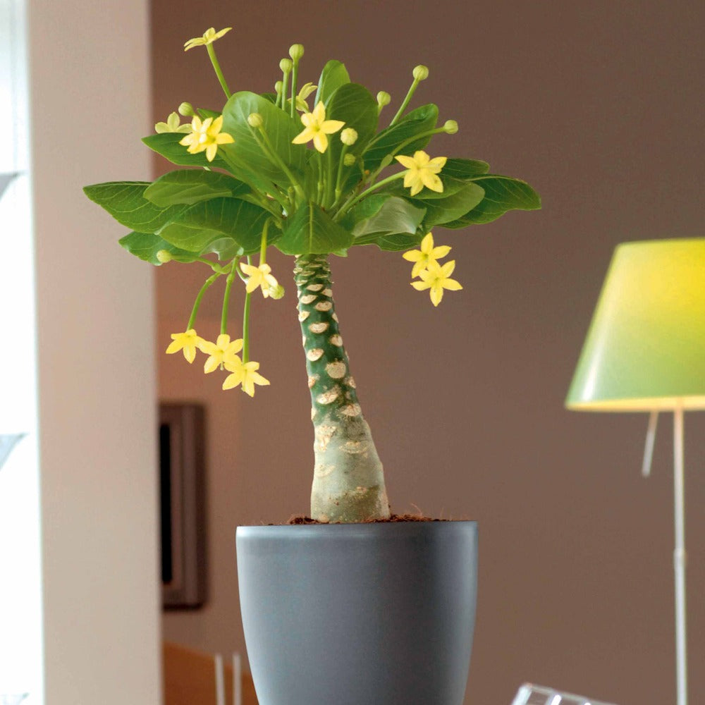 Hawaii palm - Brighamia insignis kirsten - Bakker